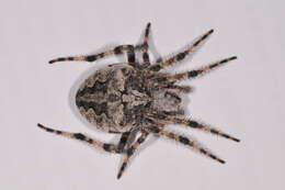 Image of Araneus circe (Audouin 1826)