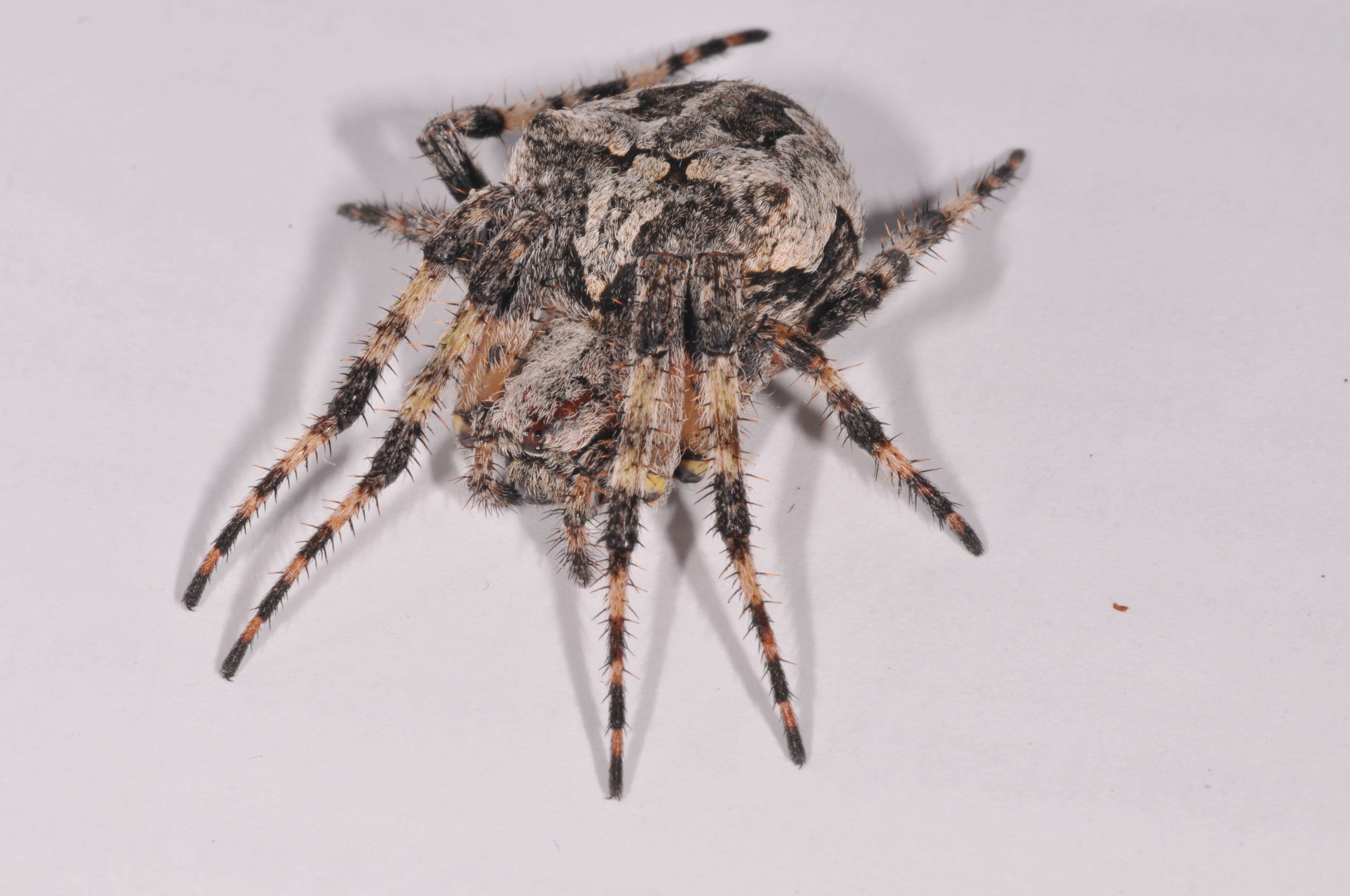 Image of Araneus circe (Audouin 1826)