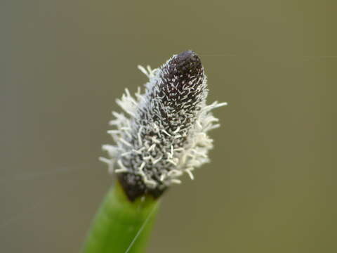 Imagem de Eleocharis elegans (Kunth) Roem. & Schult.