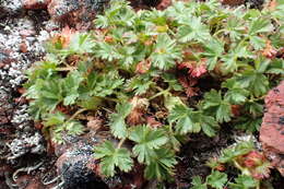 Image de Potentilla elegans Cham. & Schltdl.