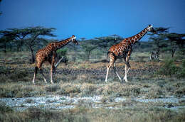 Image of reticulated giraffe