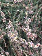 Image of Horsetail Knotweed