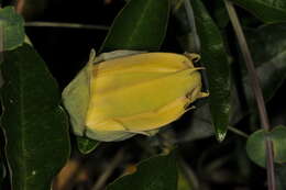 Image of Blue Passion Flower