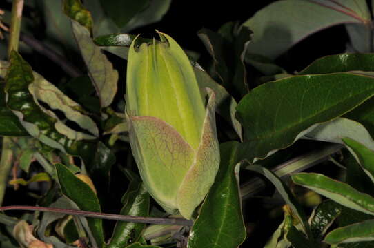 Image de Passiflora caerulea L.