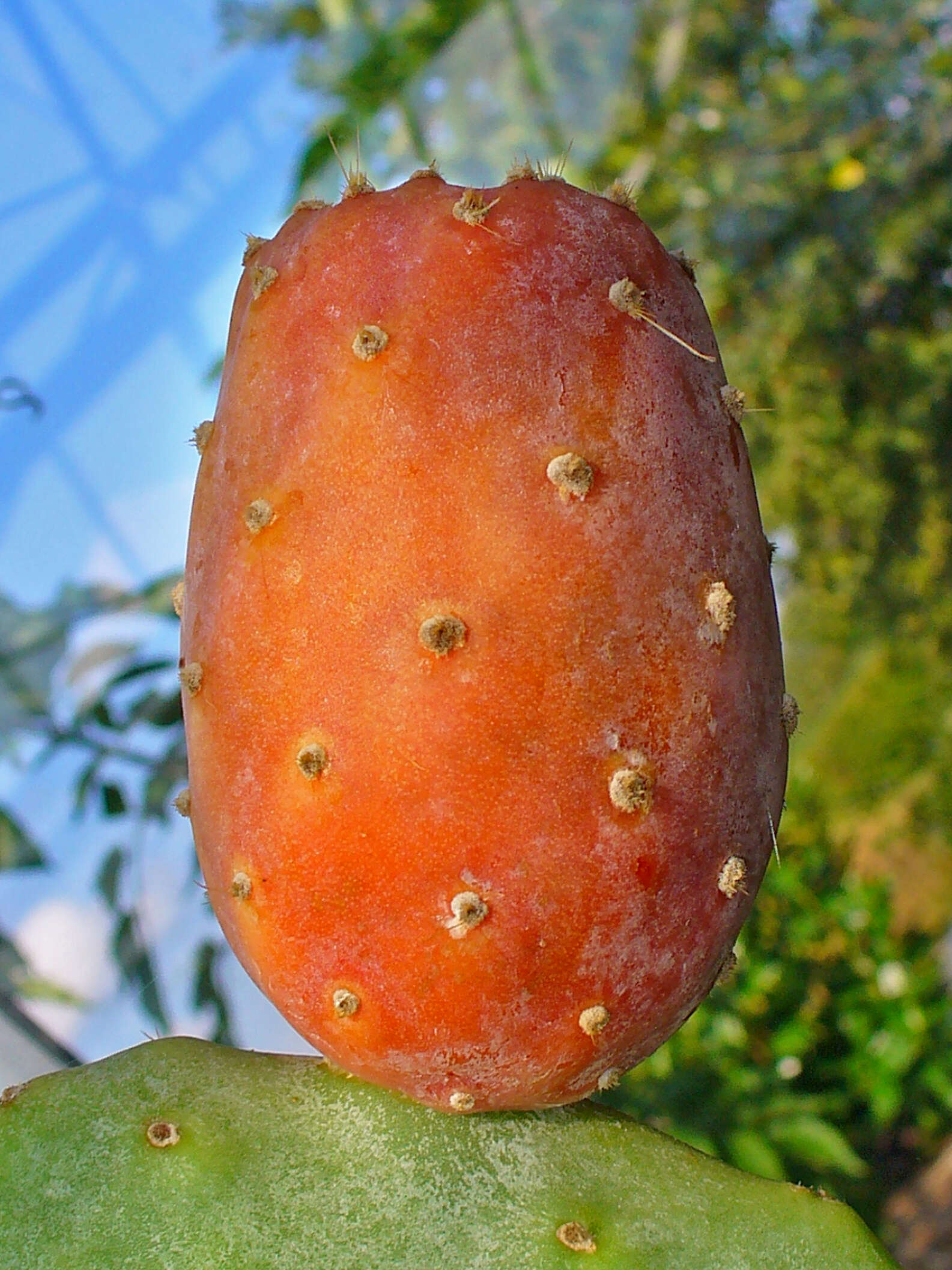 Image of Barbary Fig