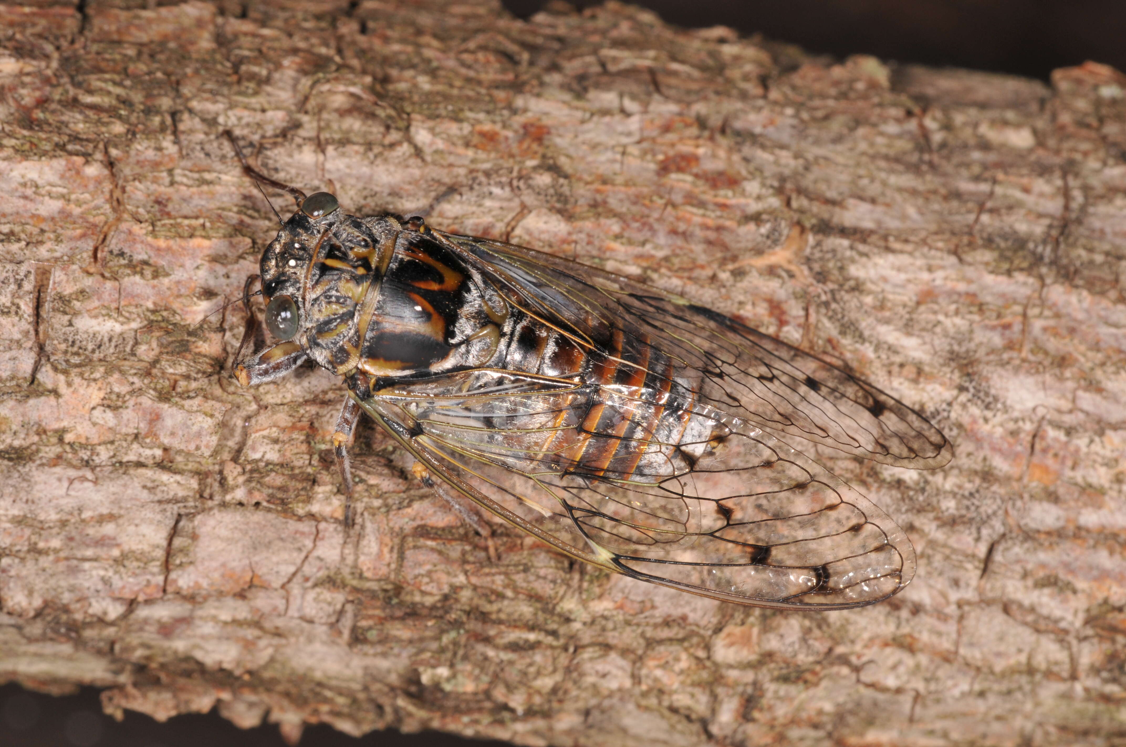 Image of Cicada orni Linnaeus 1758