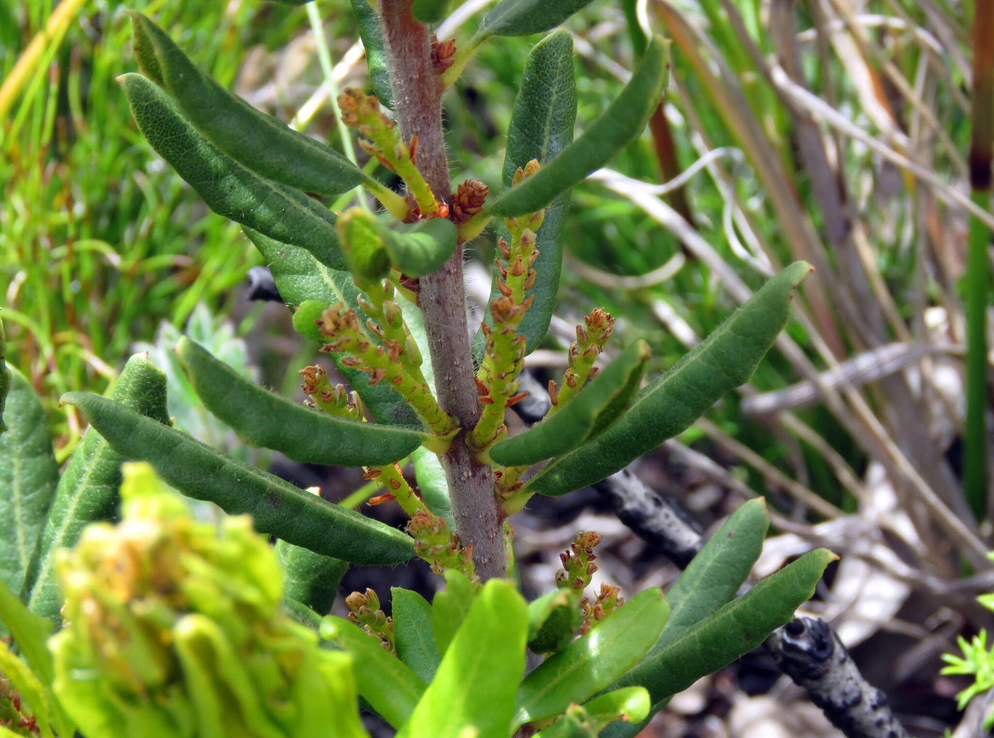 Image of Morella kraussiana (Buchfinger ex Meisn.) D. B. Killick