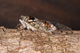 Image of Cicada orni Linnaeus 1758