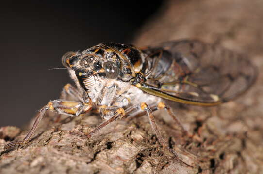 Image of Cicada orni Linnaeus 1758