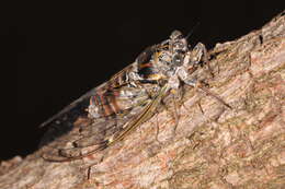 Image of Cicadinae