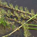 Image of Horse-Tail Crown Grass