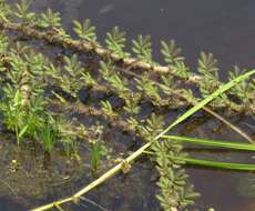 Image of Horse-Tail Crown Grass