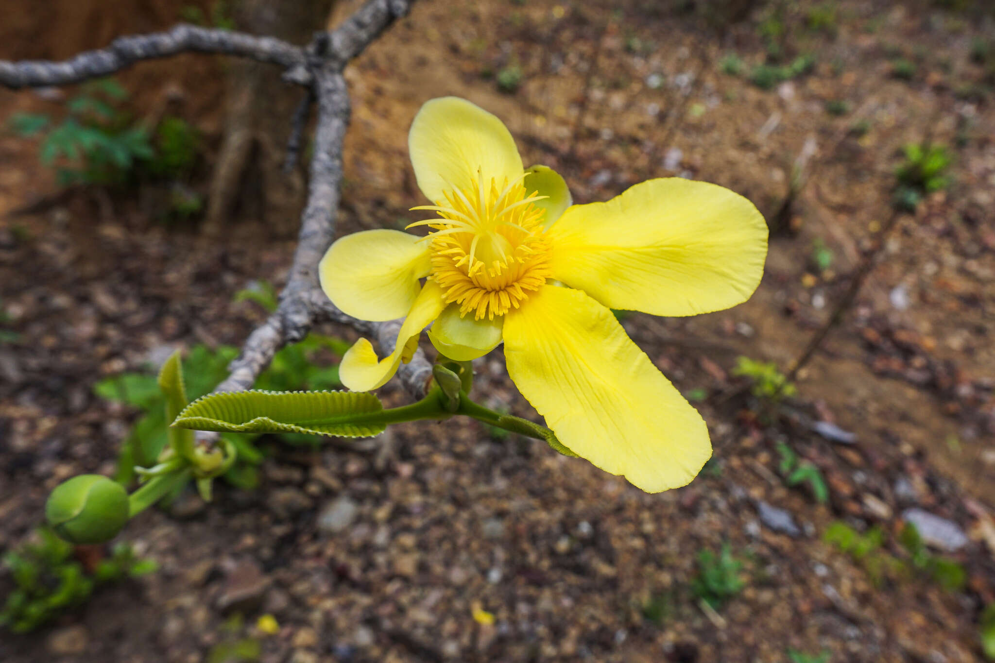 Image de Dillenia obovata (Bl.) Hoogl.