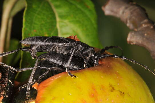 Image of capricorn beetle