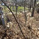 Image of Canadian serviceberry