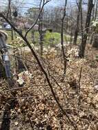 Image of Canadian serviceberry