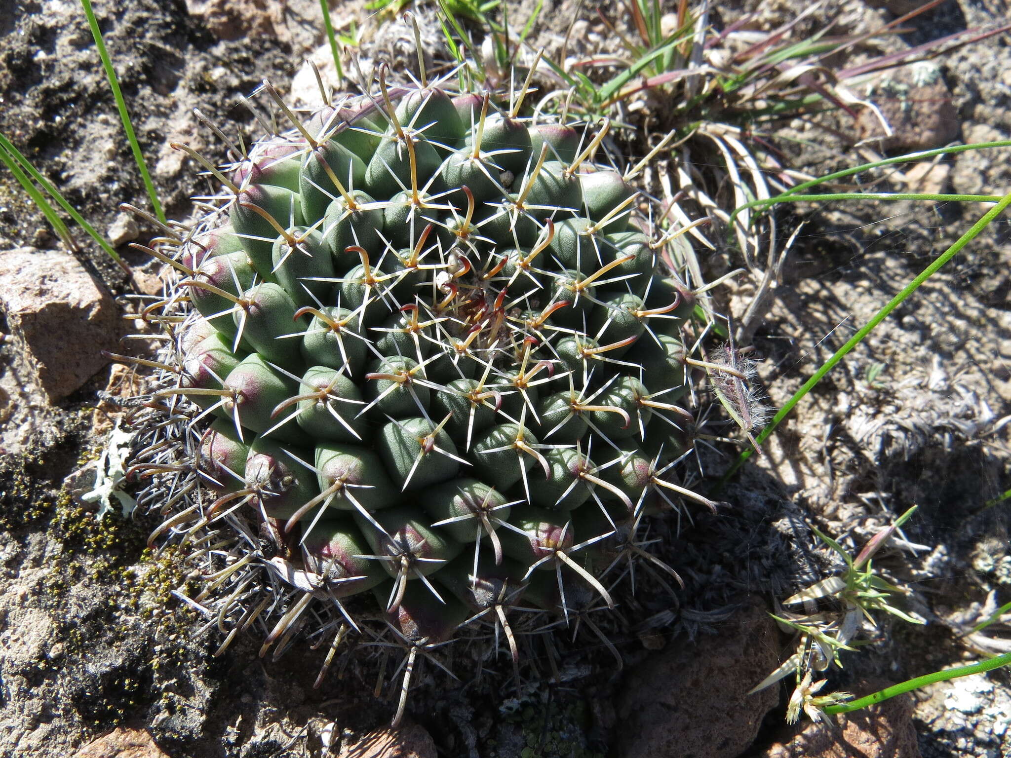 Image of Mammillaria uncinata Zucc. ex Pfeiff.