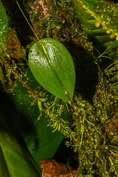 Imagem de Pleurothallis tryssa Luer