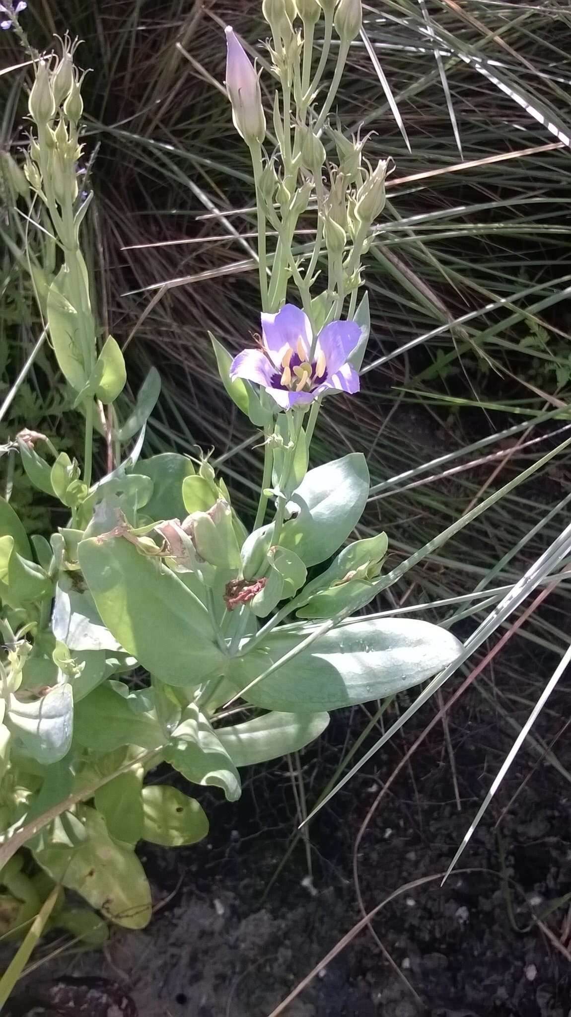 Image of Eustoma