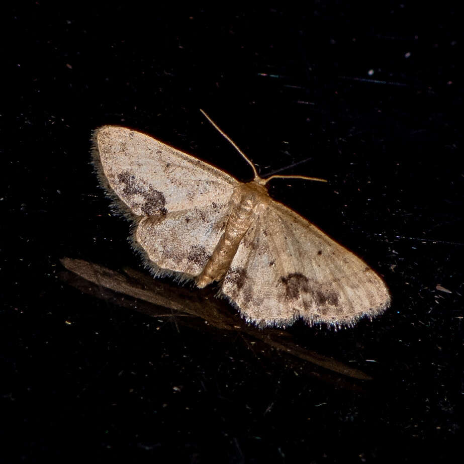 Image de Idaea chotaria Swinhoe 1886