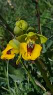 Image of Ophrys lutea subsp. lutea