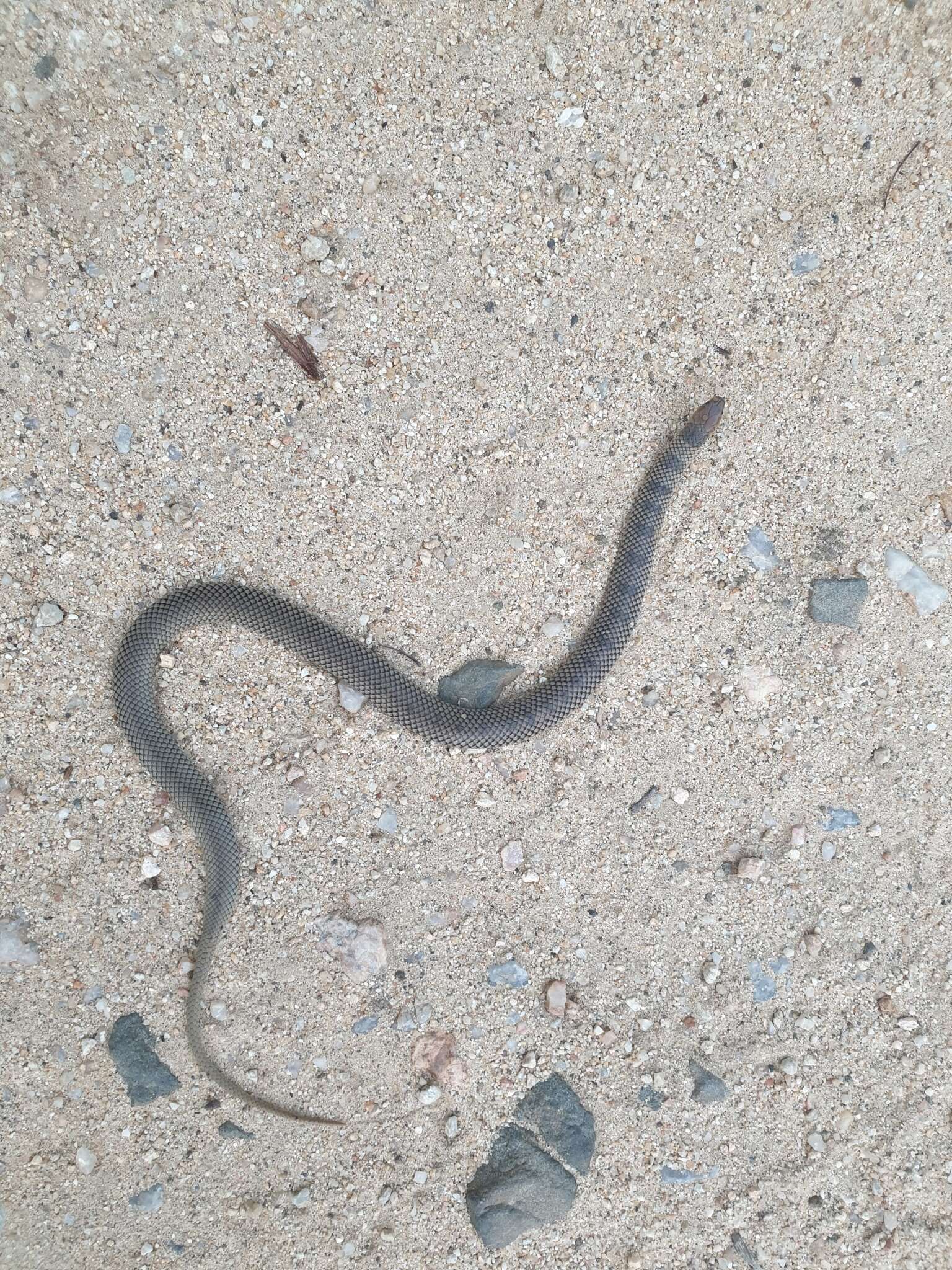 Image of Plumbeous or Reticulated Centipede Eater