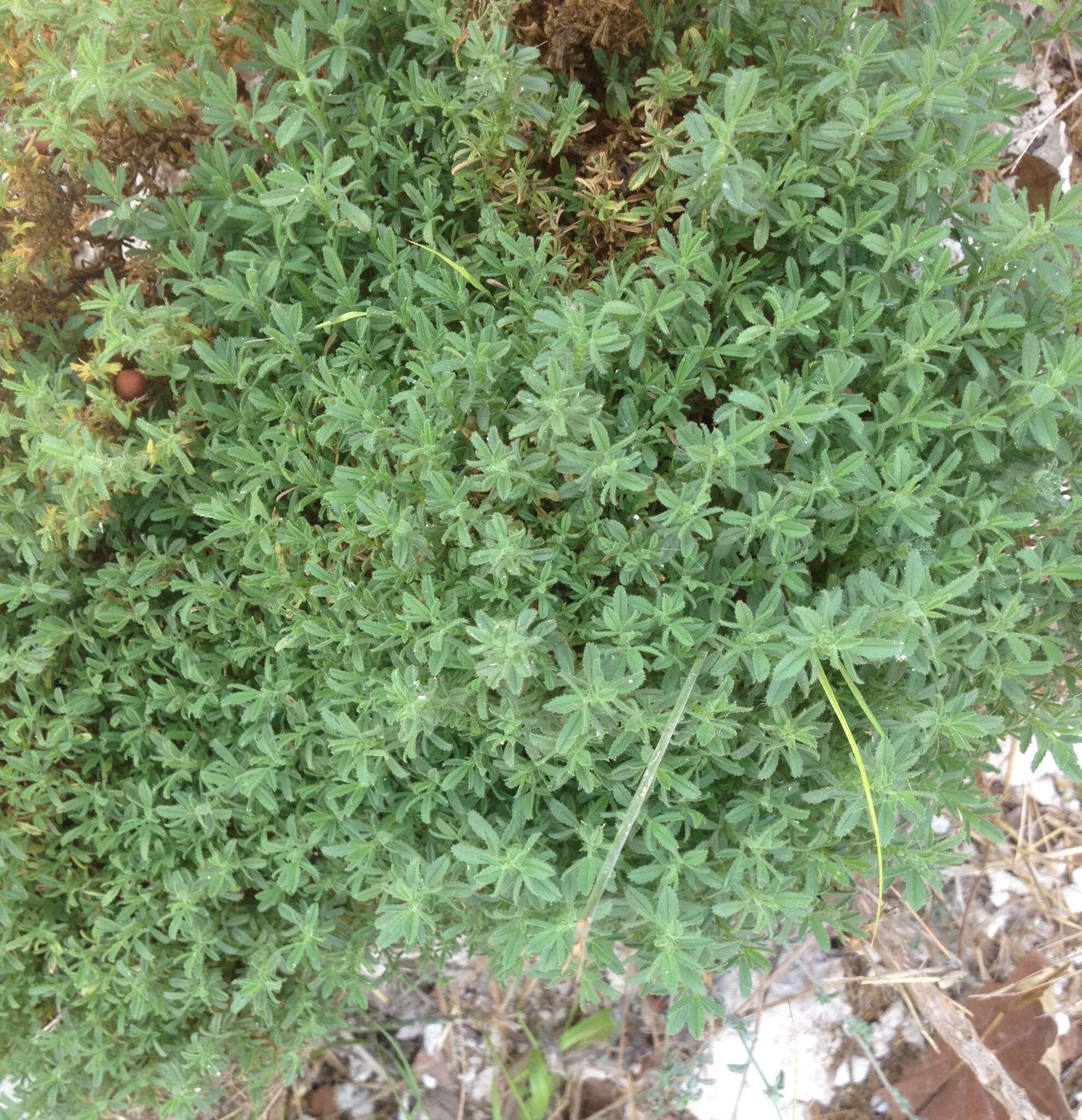 Image of Yellow Restharrow