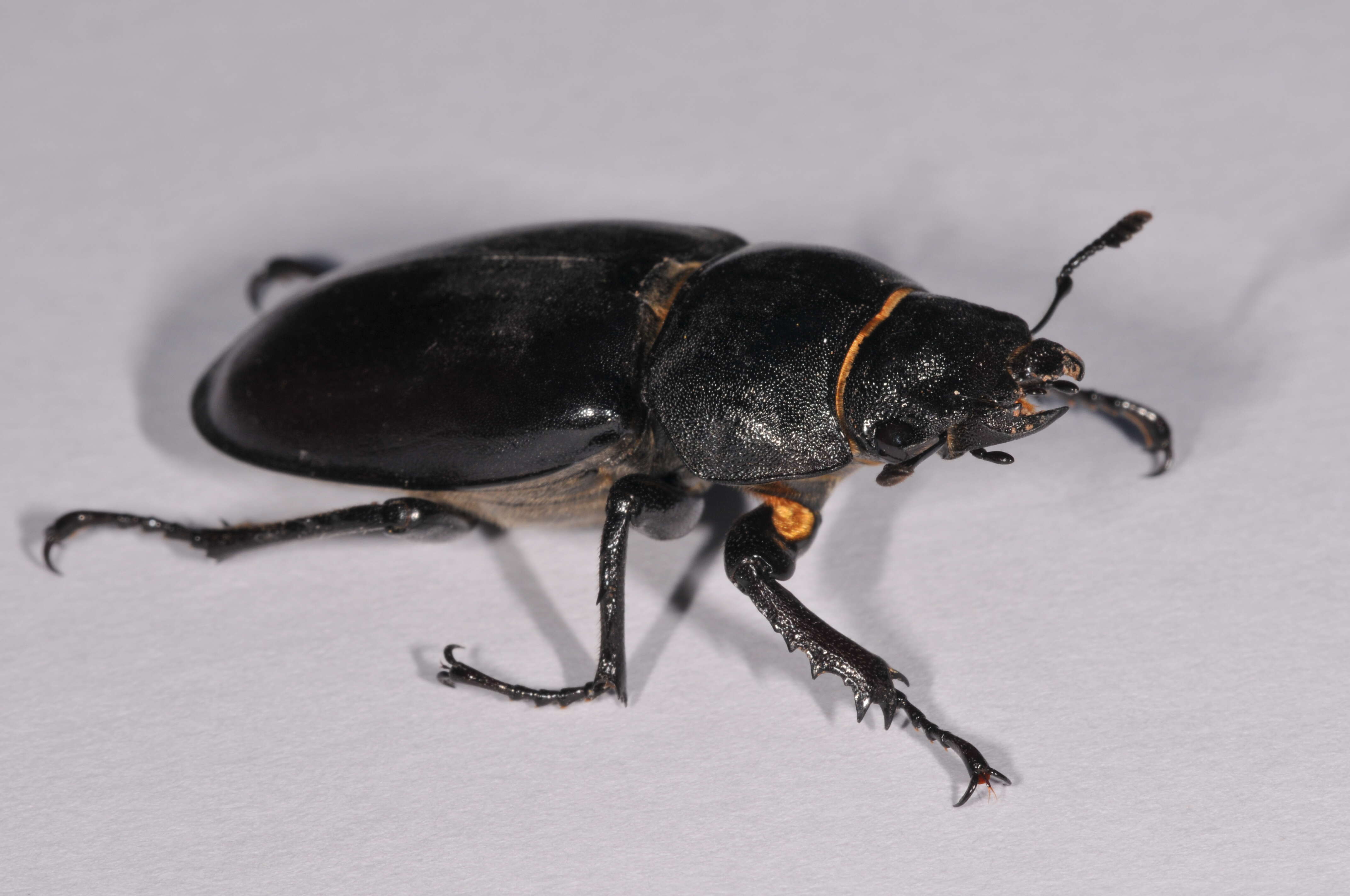 Image of Stag beetle