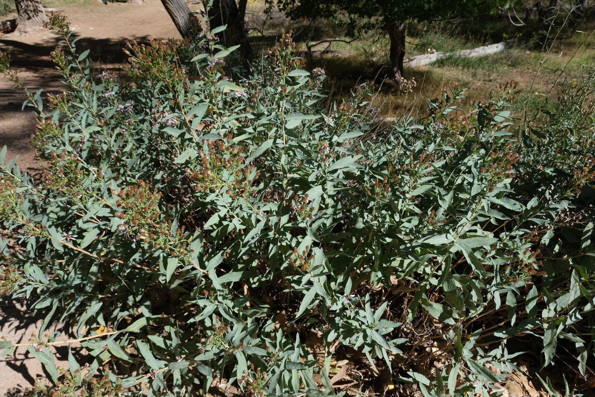 Image of gray aster