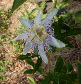 Plancia ëd Passiflora incarnata L.