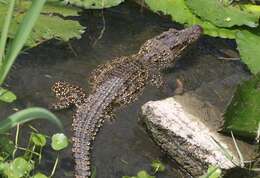 Image of Cuban Crocodile