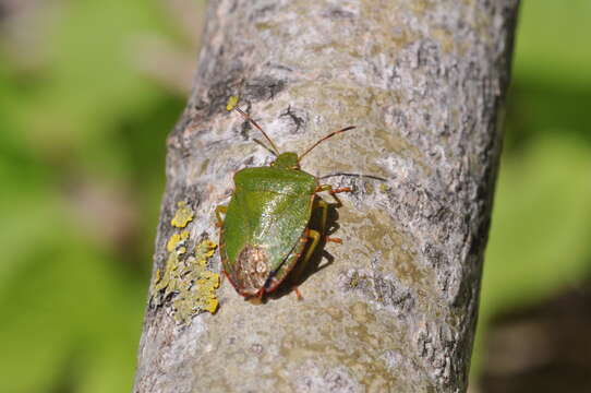 Image of Green shield bug