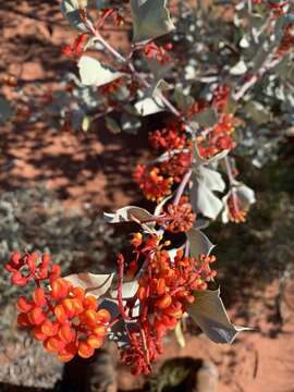 Image of Grevillea wickhamii Meissn.