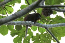 Image of Coppery Titi Monkey