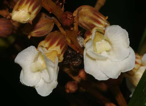 Image of <i>Schnella guianensis</i> (Aubl.) Wunderlin