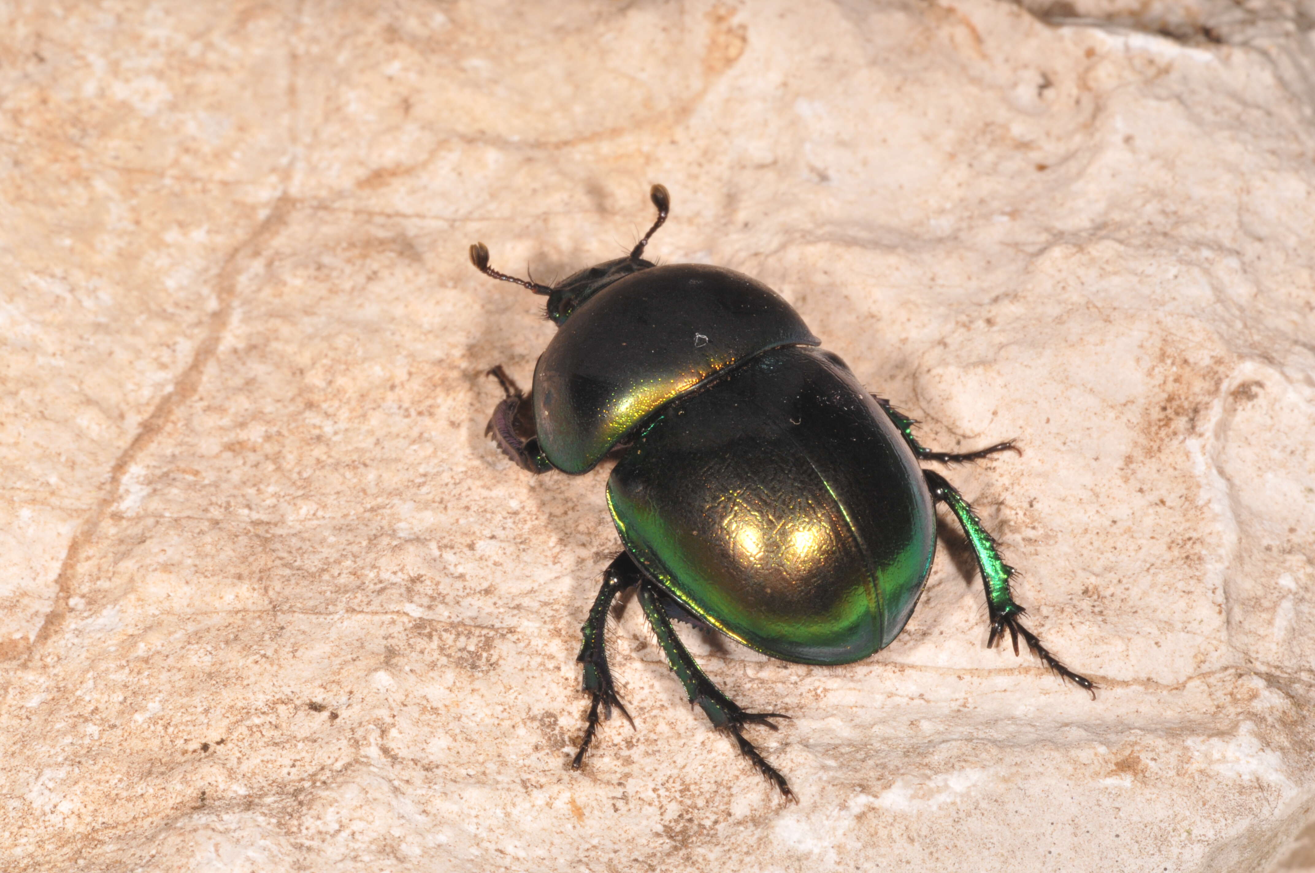 Image of Geotrupes vernalis