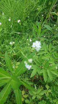 Imagem de Galium palustre L.