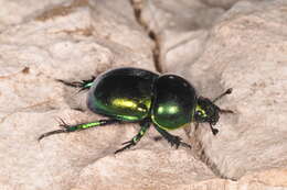 Слика од Geotrupes vernalis