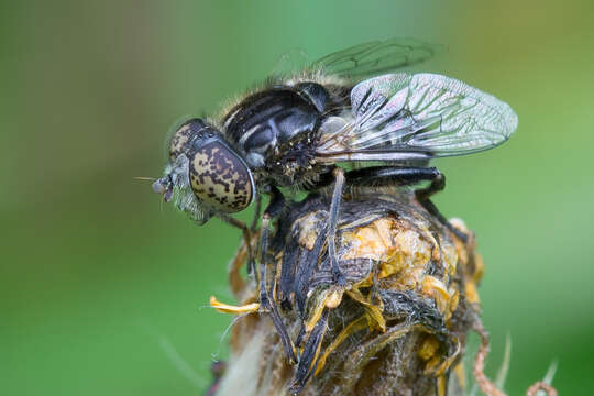 Image of Eristalinus sepulchralis (Linnaeus 1758)