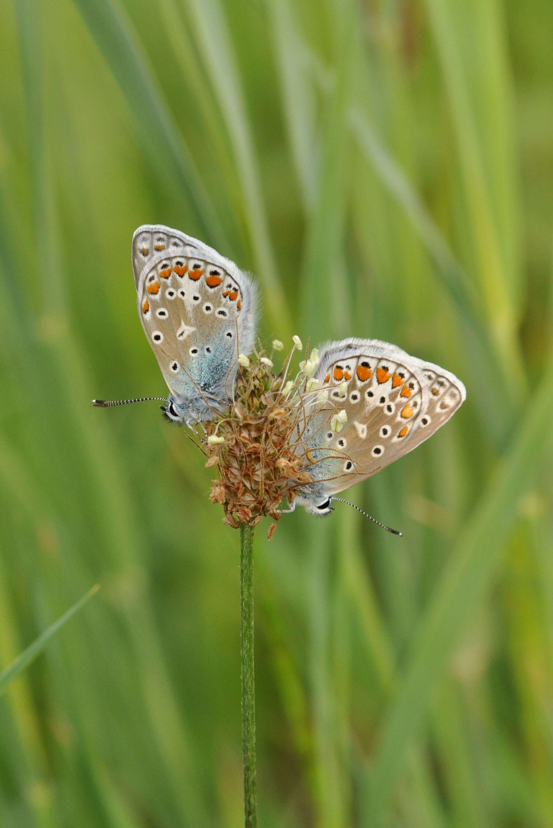 Image of common blue