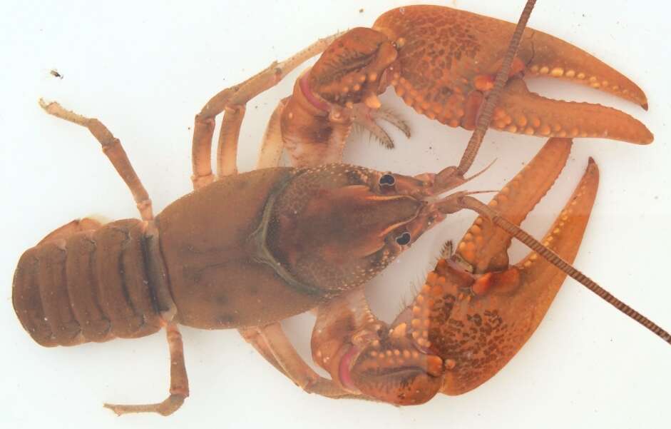 Image of Big Water Crayfish