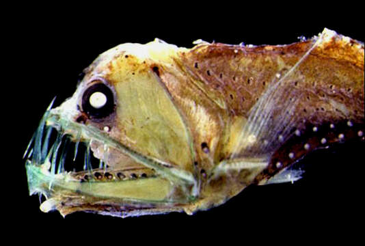 Image of Dannevig's Dragonfish