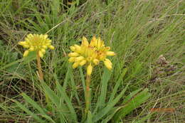 Image of Aloe ecklonis Salm-Dyck