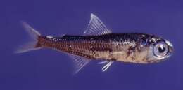 Image of Lanternfish