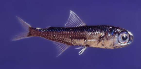 Image of Lanternfish