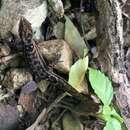 Image de Sphaerodactylus macrolepis Günther 1859