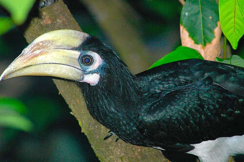 Image of Oriental Pied Hornbill