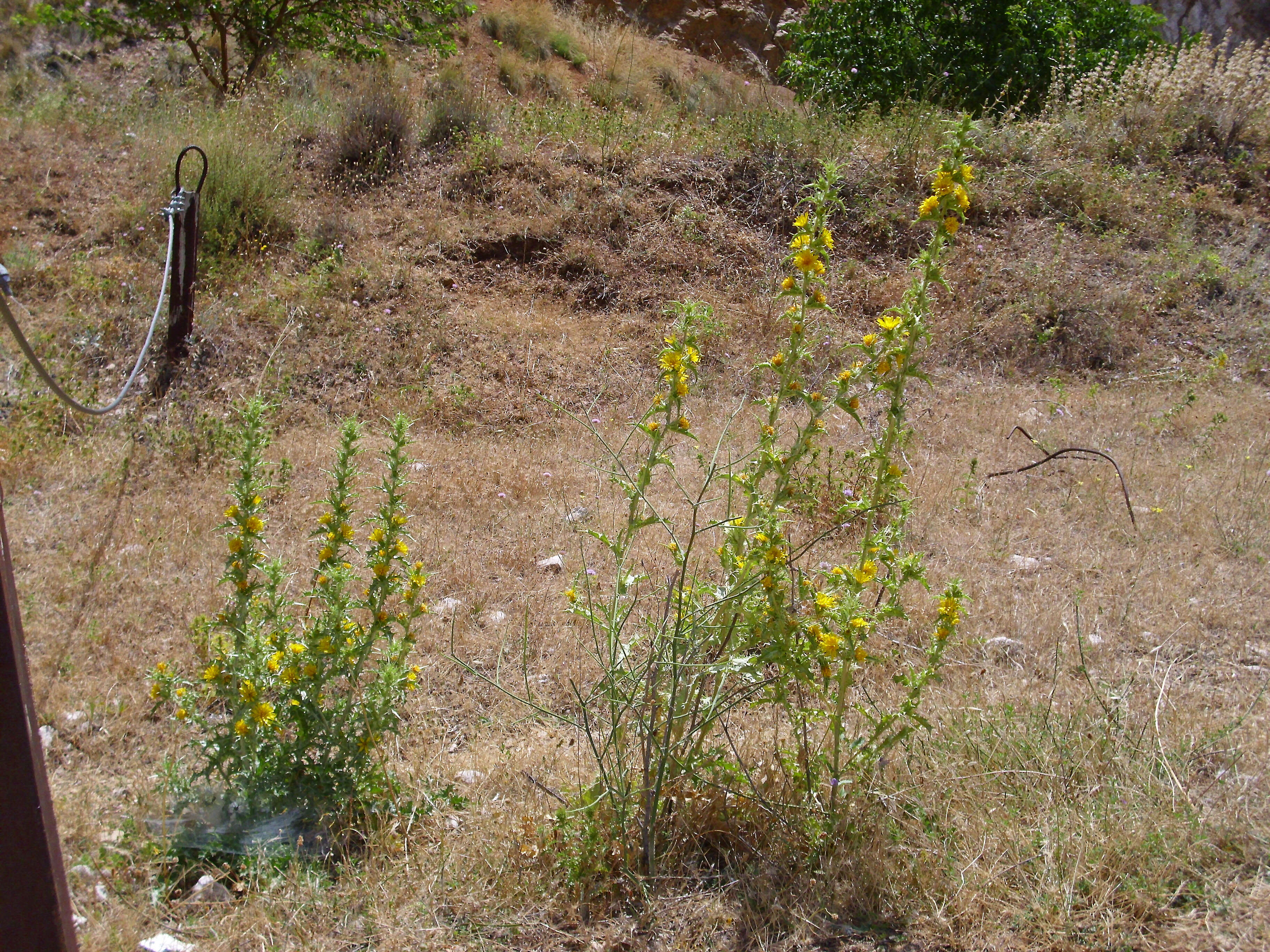 Image of Spanish oyster thistle