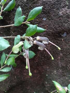 Imagem de Grevillea mucronulata R. Br.