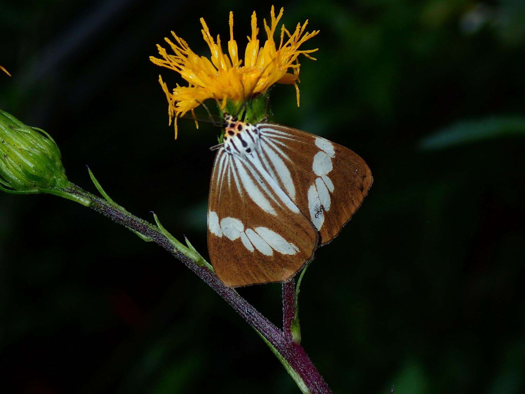 Image of Nyctemera tripunctaria Linnaeus 1758